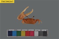 藏品(糾結南方招潮蟹)的圖片